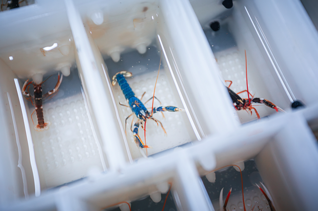 picture of lobsters